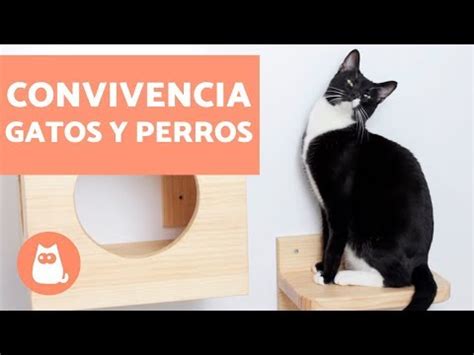 C Mo Hacer Que Un Gato Acepte A Un Perro