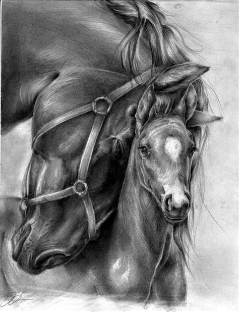 40 Realistic Animal Pencil Drawings