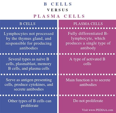 What is the Difference Between B Cells and Plasma Cells - Pediaa.Com