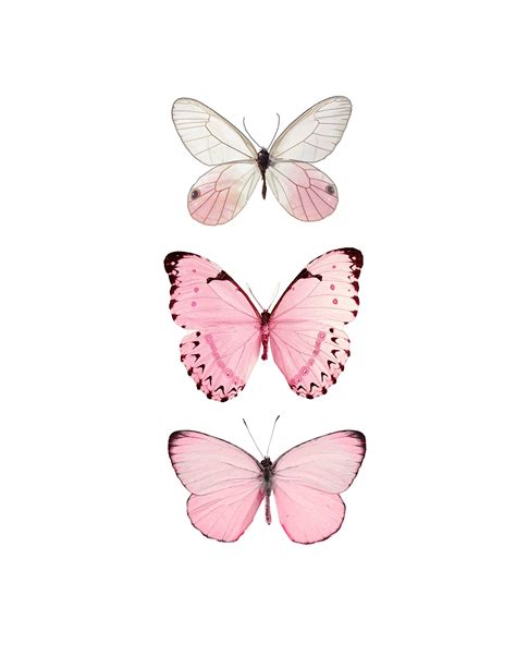 Pink Butterfly Butterfly Butterfly Print Pink Butterfly Etsy