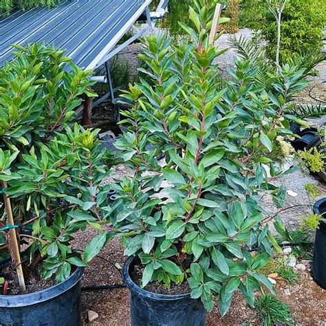 Strawberry Tree Marina Desert Shade Nursery