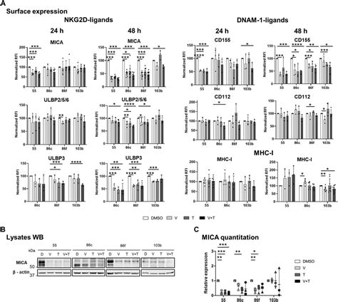 Frontiers Mapk Inhibitors Dynamically Affect Melanoma Release Of