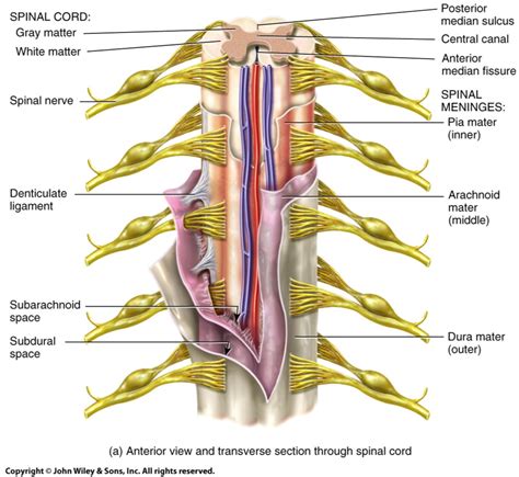 Spinal Cord Pic Diagram Quizlet