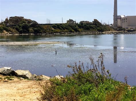 Hubbs Trail Tour At Agua Hedionda Lagoon San Diego Beach Secrets