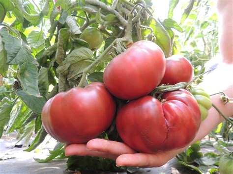 Tschernij Prinz Fleischtomate BIO Samen Saatgut Kaufen 3 40