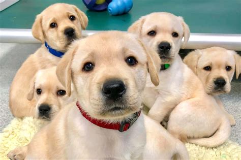 Download Labrador Retriever Puppy Group Picture | Wallpapers.com