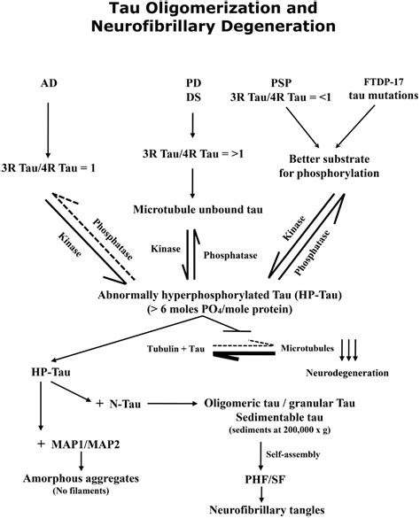 Frontiers Hyperphosphorylation Induced Tau Oligomers