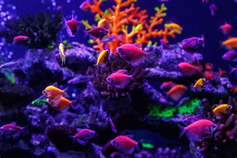 Glofish Peixes Que Brilham No Escuro S O Encontrados Em Riachos