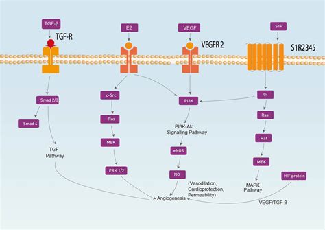 Angiogenesis Signaling Pathway | AbMole BioScience