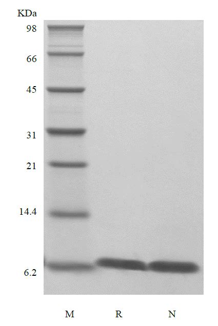 Recombinant Hbv Surface Antigen Pres Primegene