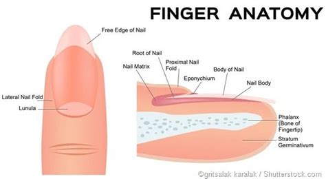 Proximal Nail Fold Diagram - NAIL HUK