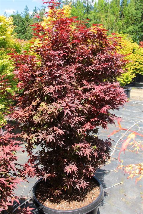 Buy Acer Palmatum Twombly S Red Sentinel Specimen Conifer