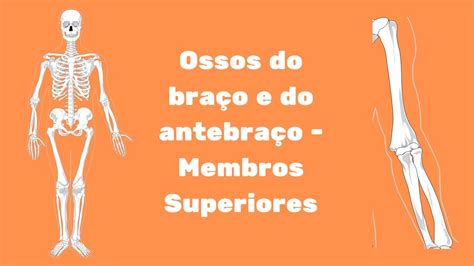 Ossos dos membros superiores Braço e antebraço YouTube