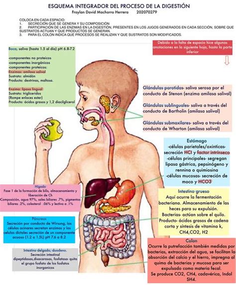 Esquema Integrador del Proceso de la Digestión Froylan Herrera uDocz