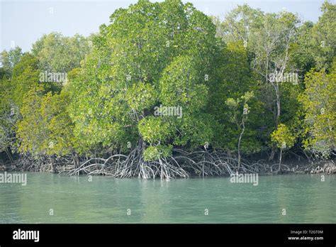 Beautiful View Of Mangrove Trees In Delta Of Sundarban Stock Photo Alamy