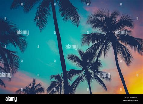 Hawaii Palm Trees At Sunset Stock Photo - Alamy