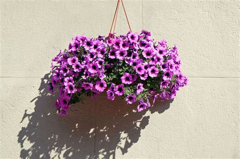 The Best Plants For Hanging Baskets Australian Guide Ultimate Backyard