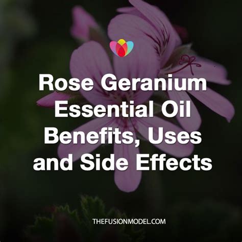 Rose Geranium Essential Oil Benefits Uses And Side Effects The