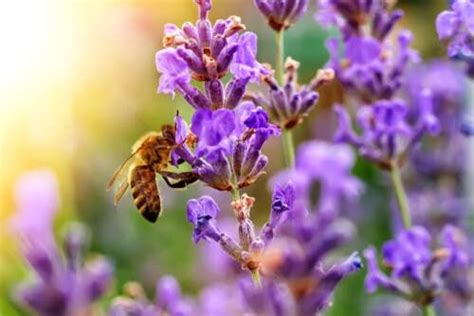 Las Flores Que Atraen Abejas Mejores Flores Abejas Rboles En Flor