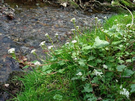 Wasabia japonica (Miquel) Matsumura