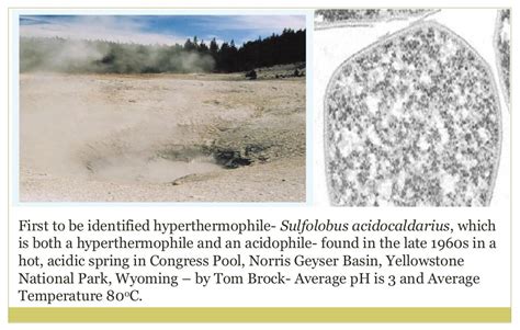 Extremophiles