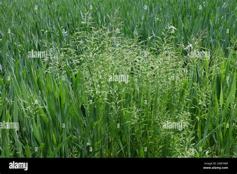 Flowering Smooth Stalked Meadow Grass Poa Pratensis In A Wheat Crop With Ear In Boot