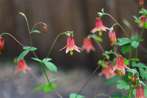 Aquilegia canadensis 'Little Lanterns' (Canadian Columbine)