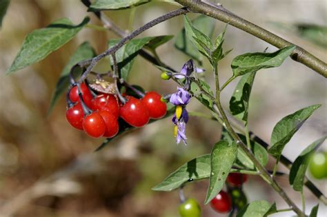 Nature Solanum Dulcamara