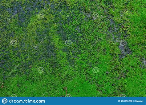 Lush Green Moss Texture Background On Concrete Floor Stock Photo