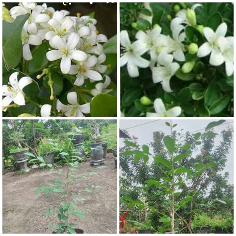 Jual Tanaman Hias Kemuning Jepang Sekarjagadjogja Murraya Paniculata