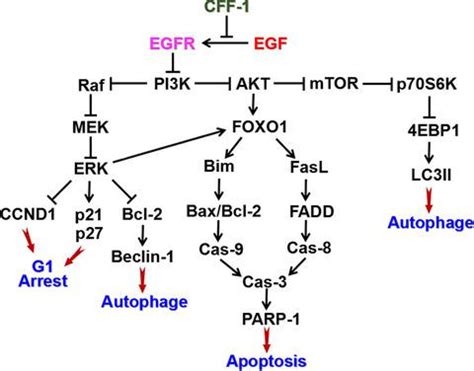 Traditional Chinese Medicine CFF1 Induced Cell Growth Inhibition