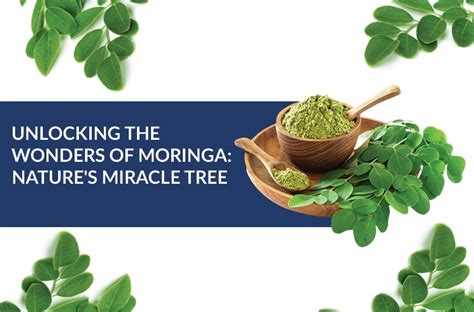 Unlocking The Wonders Of Moringa Nature S Miracle Tree