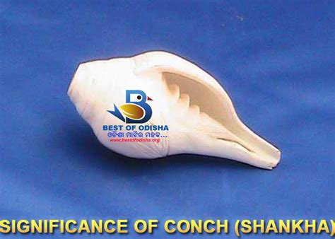 SIGNIFICANCE AND TYPES OF CONCH SHELL (SHANKHA) | Best of Odisha