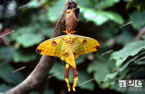 Sulawesi Moon Moth Actias Isis Ia A Moth Native To Sulawesi Island