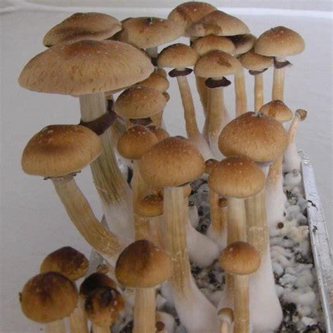 Psilocybe Cubensis Mushrooms For Sale | Psilocybe Cubensis Dried