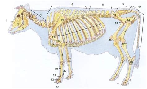 Cow skeleton: anatomy and structure diagram, names of bones and systems ...