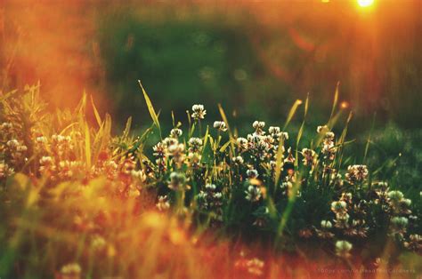 Wallpaper Sunlight Depth Of Field Flowers Water Plants Evening