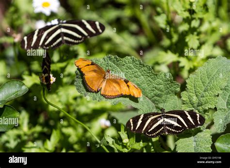 Butterflies, Desert Botanical Gardens, Phoenix, Arizona, USA Stock ...