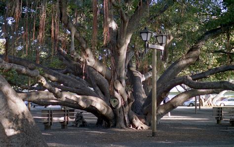 Banyan Tree in Lahaina Maui by transcendence1 on DeviantArt