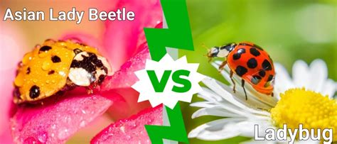 Asian Lady Beetle vs Ladybug: What’s the Difference? - A-Z Animals