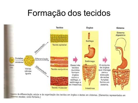 Tecidos Celulares Em Animais E Humanos