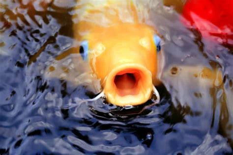 How Deep Should A Pond Be For Koi Fish? – Fishkeeping Forever