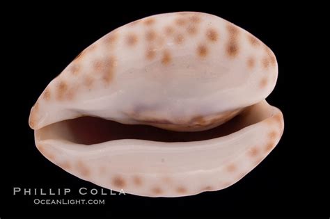 Teuleres Cowrie Cypraea Teulerei 08330