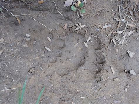 Black Bear Tracks – NatureTracking