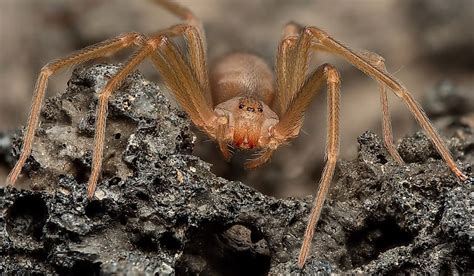 5 Most Venomous Spiders In Hawaii Worldatlas