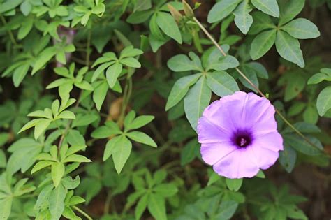 Flor Roxa Que Os Povos Tailandeses Chamam A Planta Do Craker Conhecida