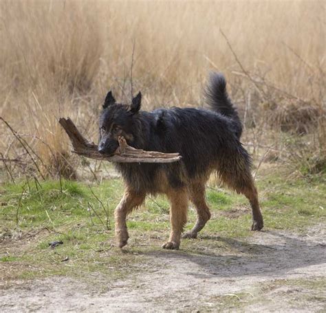 King Shepherd | Dog Breed Info And Characteristics