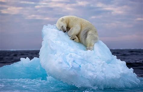 全球暖化警鐘！北極熊「漂浮小冰山照」獲獎