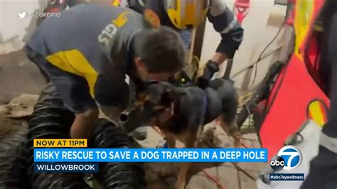 Dog Rescued After Falling 15 Feet Into Septic Tank Hole At Willowbrook