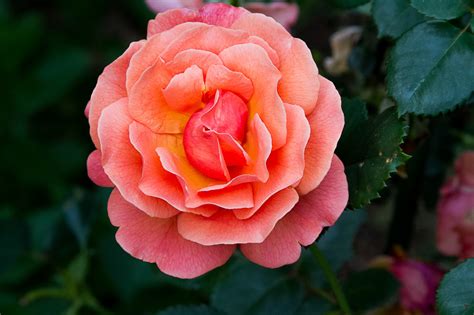 easy   rose  stock photo public domain pictures